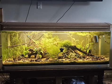 Here is my 100 gallon tank. How do you all like it? : r/Aquariums