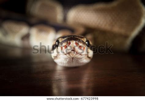 Image result for Python Biting