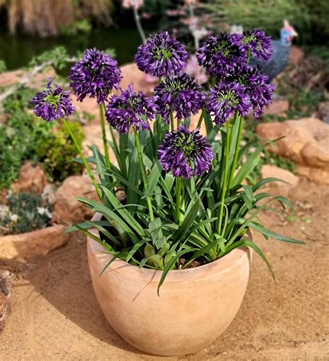 Growing Agapanthus Zone 6 at Patrick Lauzon blog