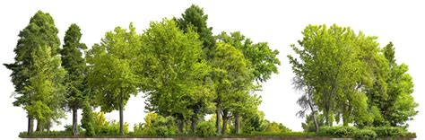 Climate Change – Grow Billion Trees