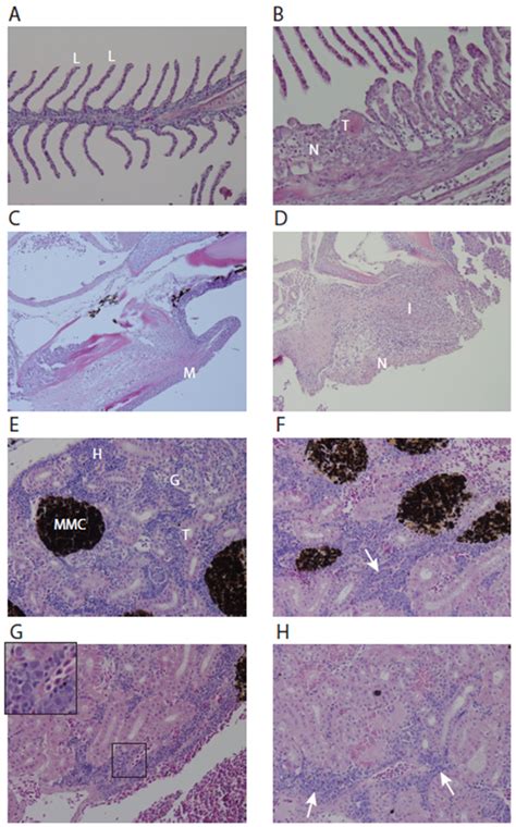 Discovery, Pathogenesis, and Complete Genome Characterization of Lates ...