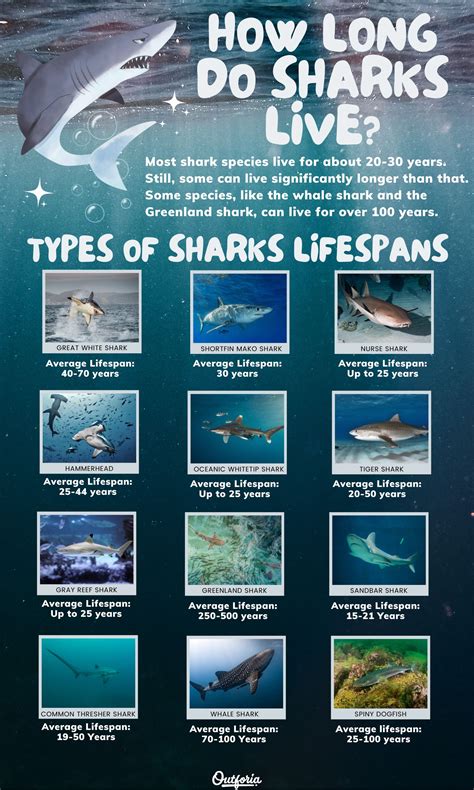 Great White Shark Life Cycle Diagram