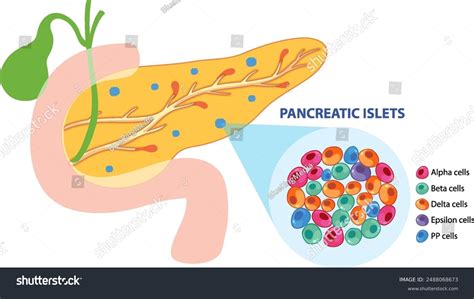 Image result for Beta Cell Structure