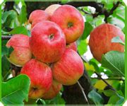 National Horticulture Board