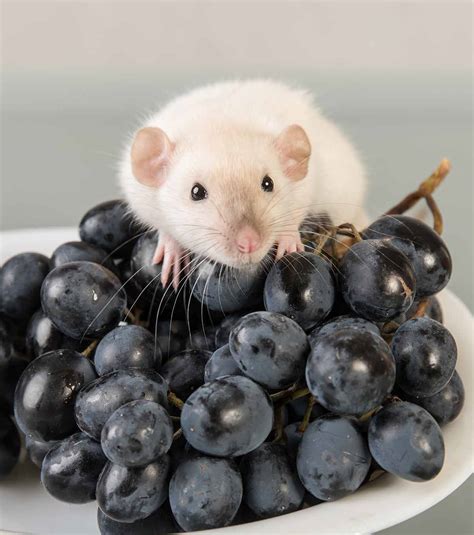 What Fruits And Veggies Can Rats Have at Kate Terry blog