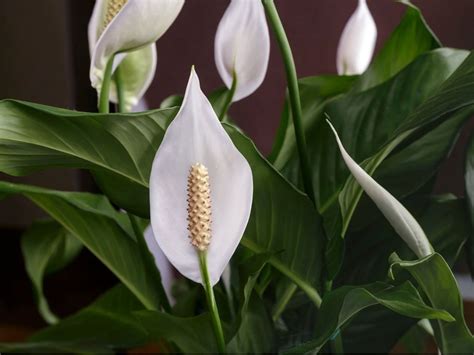 Peace Lily Plant Problems - How To Treat Diseases Of Peace Lily Plants
