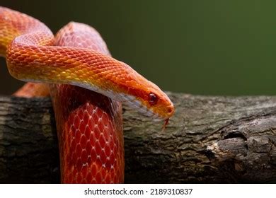 Python Snake Moving 的图像结果