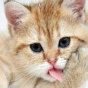 Download free mobile phone wallpaper, window mobile wallpaper, free ...