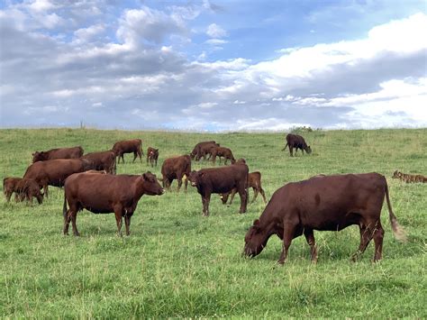 Red Poll Cattle For Sale | Red Poll Heifers, Cows, Calves, Steers, Hides...