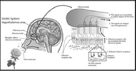 Image result for Inhalation Process Book