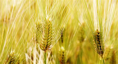 中国商务部：对原产于澳大利亚的进口大麦进行反补贴立案调查 - 俄罗斯卫星通讯社