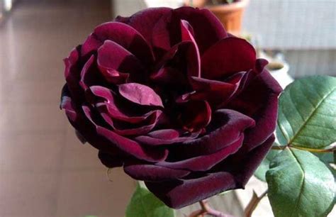 路易十四玫瑰-古老玫瑰品种-图片-藤本月季网