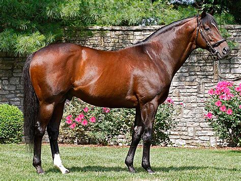 Most Expensive Horse