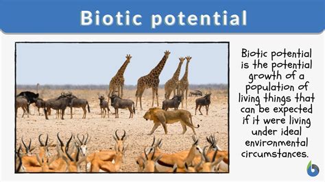 Biotic potential Definition and Examples - Biology Online Dictionary