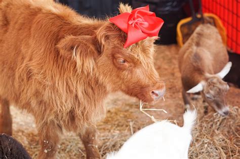 Image result for Animal Connection