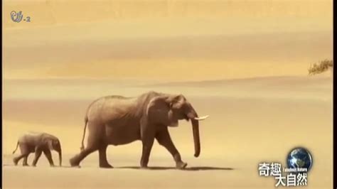 沙漠里的大象，自带导航，它们永远都不会迷路|爆笑|热门|经典_新浪新闻