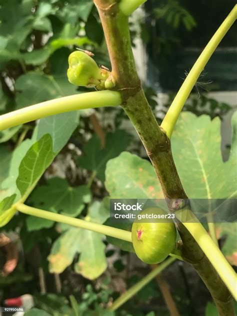 Fig Tree Not Fruiting 的图像结果