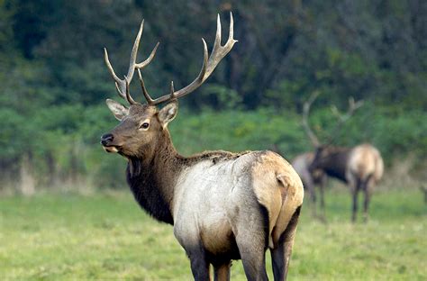 Image result for Elk Example