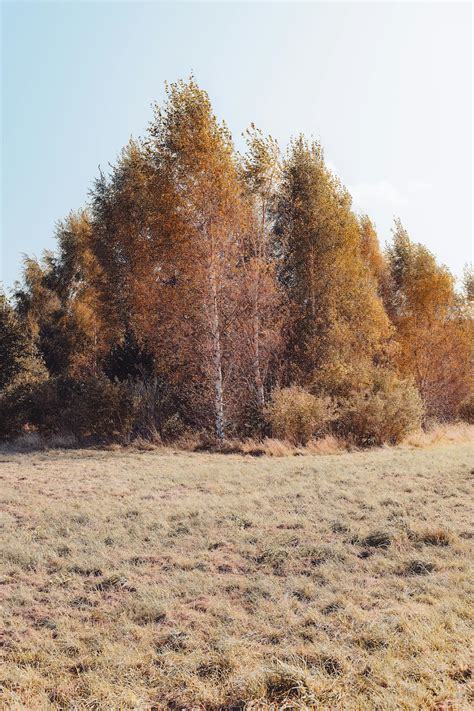 Image result for Tree Line Explained