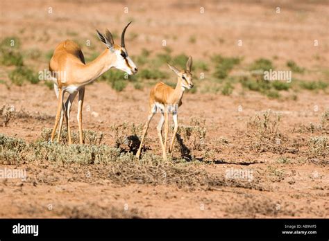 Image result for Baby Springbok