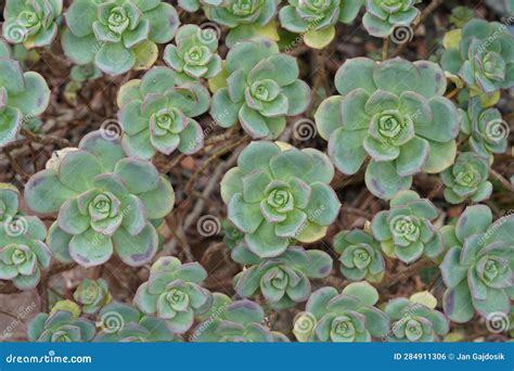 Background of Succulent Plant Pinwheel in Latin Called Aeonium Haworthii. Stock Photo - Image of ...