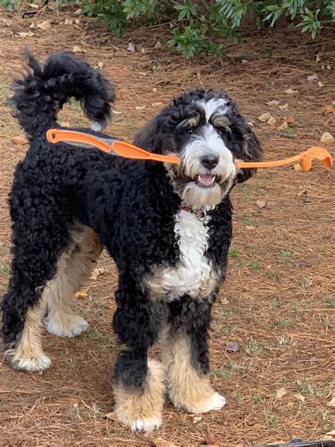 What Is A Standard Bernedoodle