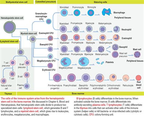 IMMUNE-LYMPHATIC SYSTEM - Clinical Tree