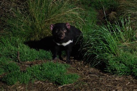2023 After Dark Tasmanian Devil Feeding Tour at Cradle Mountain