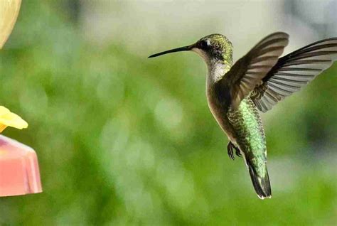 Hummingbird Migration in Southern California 的图像结果