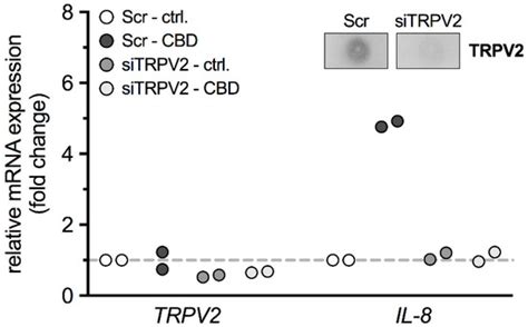 Ca2+ Signaling and IL-8 Secretion in Human Testicular Peritubular Cells ...