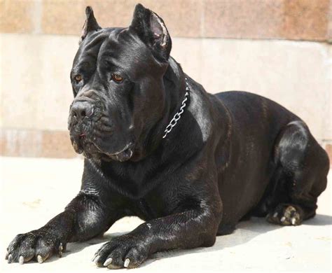Cane Corso Mastiff 的图像结果