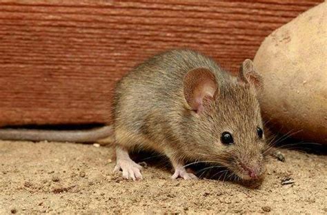 可怕！澳大利亚鼠害期间 一女子醒来发现老鼠啃食自己眼球_凤凰网