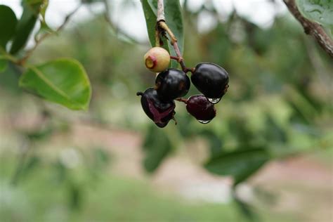Image result for Java Plum Tree