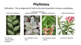 Image result for Rotating Leaf Pattern