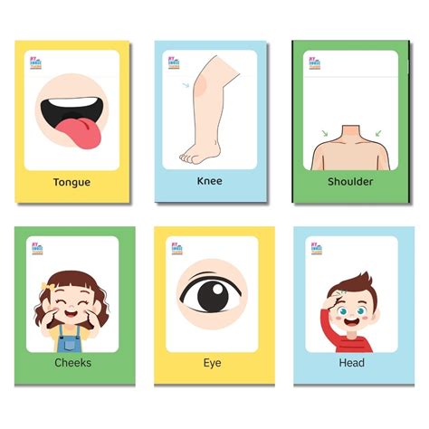 Body Part Flashcards – My House Teacher