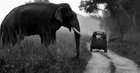 Some WILD-WOW facts!