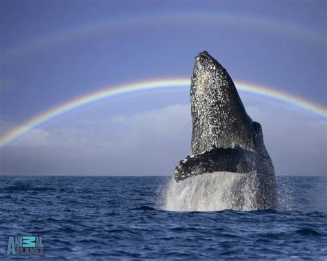 Bing Wallpaper Whale 的图像结果