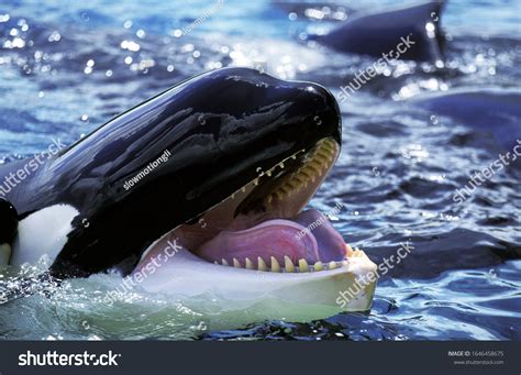 4,537 Whales Teeth Images, Stock Photos & Vectors | Shutterstock
