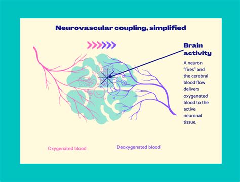 https://www.thesciencebasement.org/wp-content/uploads/2023/02/Neurovascular-coupling-figure-Suvi-Sundqvist-1024x779.png