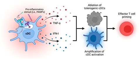 Activation, Amplification, and Ablation as Dynamic Mechanisms of Dendritic Cell Maturation