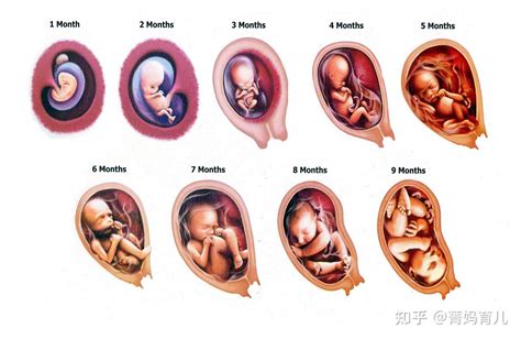 怀胎10月，这些怀孕的冷知识妈妈要了解，对孕妈和胎宝都有好处 - 知乎
