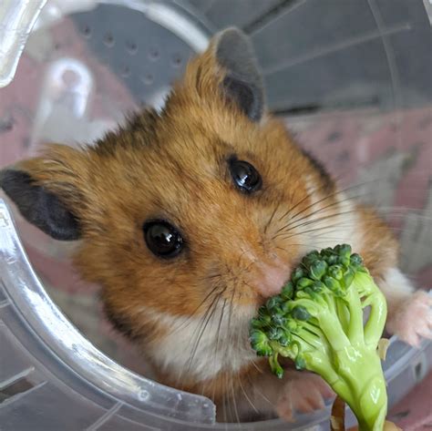Can Hamsters Eat Broccoli Flowers at Isabel Spiegel blog