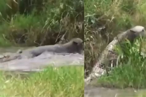 Animal Viral Video: कौन है बाजीगर! दलदल पार करते हुए मगरमच्छ के चंगुल ...