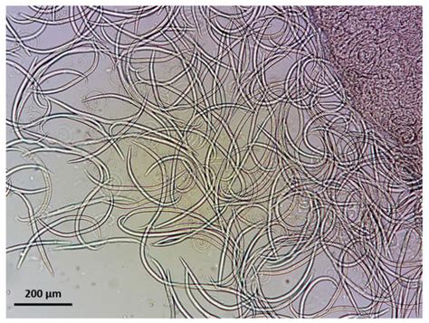Pathogens | Special Issue : Felid Parasitoses, New Insights and Open ...