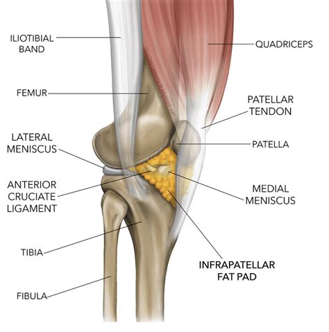 Knee Fat Pad Impingement Impingement | Hoffa's Fat Pad