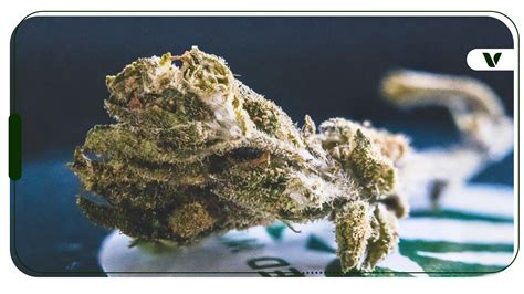 Cannabis CentralCannabis Central