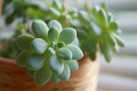 Propagating Succulents in Water | Kellogg Garden Organics™