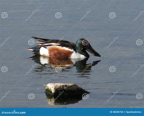 Northern Shoveler Duck stock photo. Image of wildlfie - 48286196