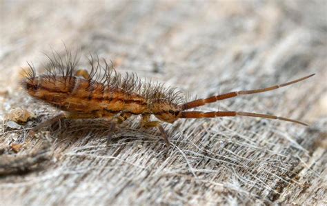 Image result for Springtail Identification