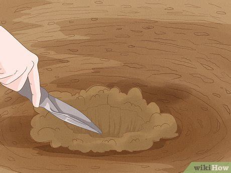 Image result for How to Catch Turtles